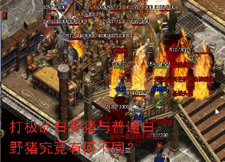 打极品白野猪与普通白野猪究竟有何不同? 打极品白野猪与普通白野猪究竟有何不同?