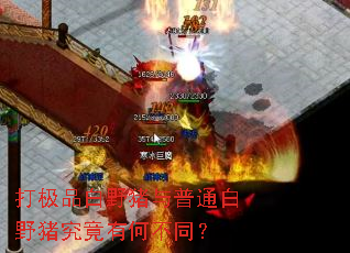 打极品白野猪与普通白野猪究竟有何不同? 打极品白野猪与普通白野猪究竟有何不同?