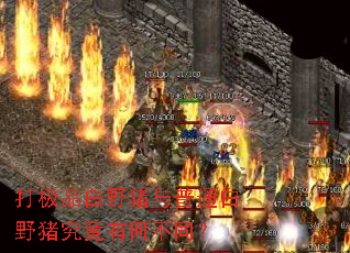 打极品白野猪与普通白野猪究竟有何不同? 打极品白野猪与普通白野猪究竟有何不同?